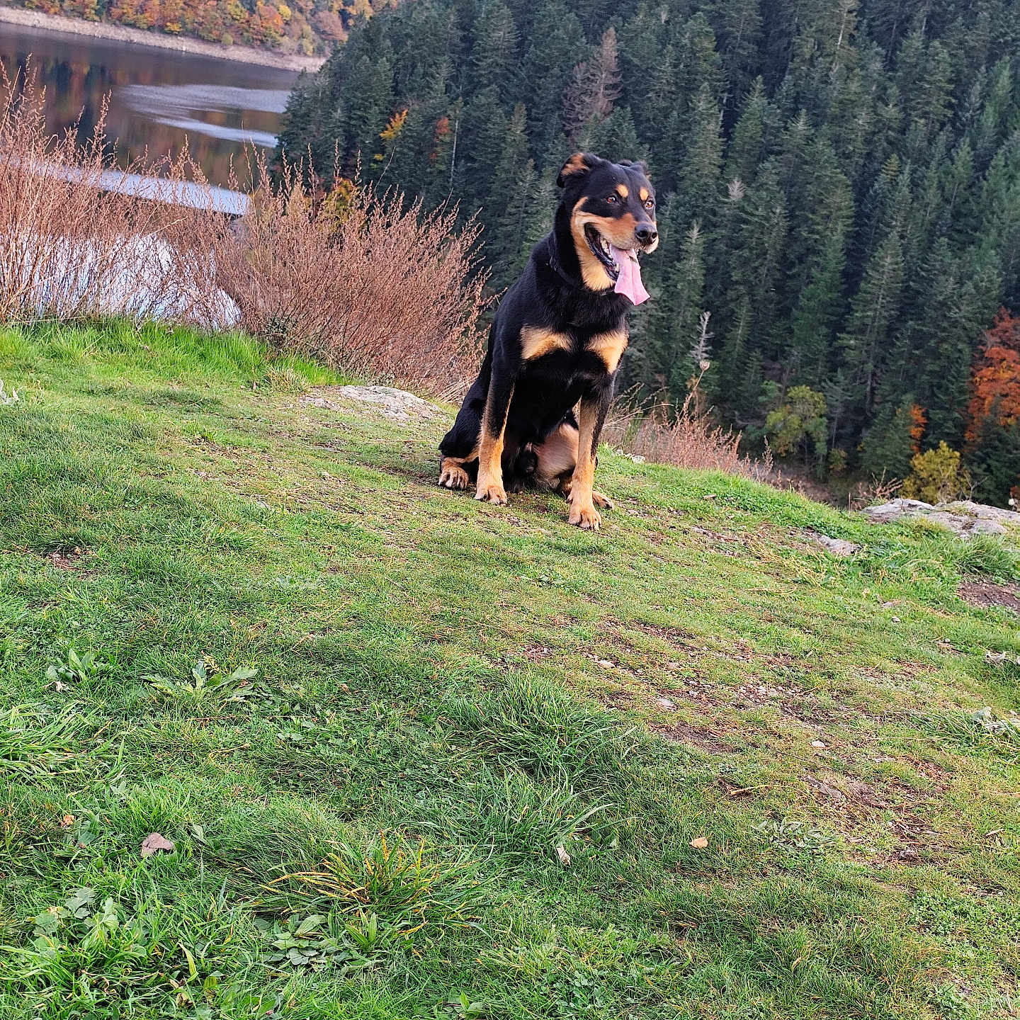 Booba participe au concours pour gagner de l'argent avec cette photo : animal, autumn, canine, daytime, dog, forest, grass, greenery, happy, hill, lake, landscape, nature, outdoor, pet, scenic, sitting, tongue_out, trees, wildlife