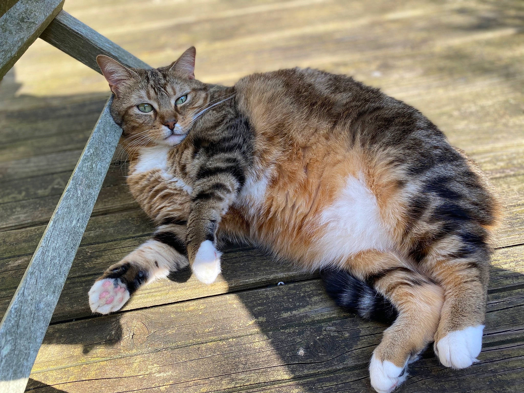 Sofia participe au concours pour gagner de l'argent avec cette photo : carnivore, cat, claw, domestic_short_haired_cat, felidae, foot, fur, grass, mammal, paw, plant, sitting, small_to_medium_sized_cats, snout, tail, terrestrial_animal, tree, vertebrate, whiskers, wood