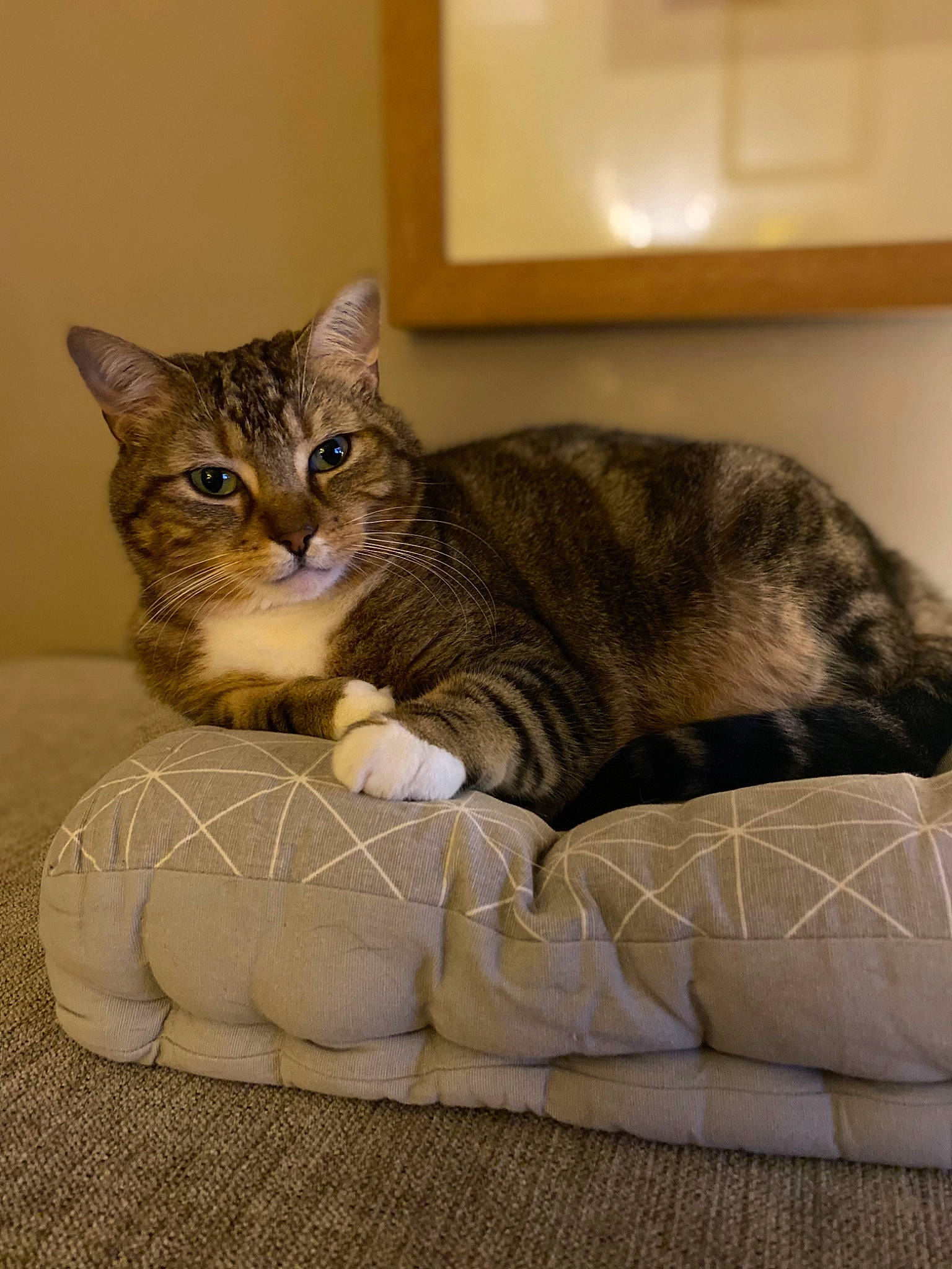 Sofia participe au concours pour gagner de l'argent avec cette photo : carnivore, cat, cat_supply, comfort, domestic_short_haired_cat, fawn, felidae, flooring, fur, grey, linens, paw, pet_supply, room, sitting, small_to_medium_sized_cats, snout, tail, whiskers, wood