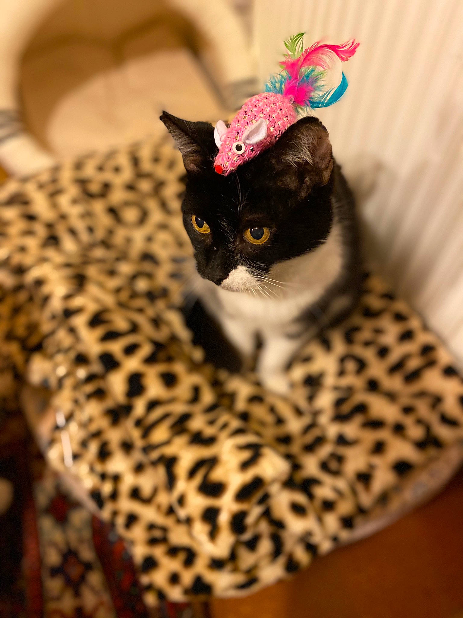 Smoke participe au concours pour gagner de l'argent avec cette photo : black_cat, carnivore, cat, cat_bed, cat_supply, comfort, domestic_short_haired_cat, fashion_accessory, felidae, fur, linens, small_to_medium_sized_cats, snout, terrestrial_animal, whiskers