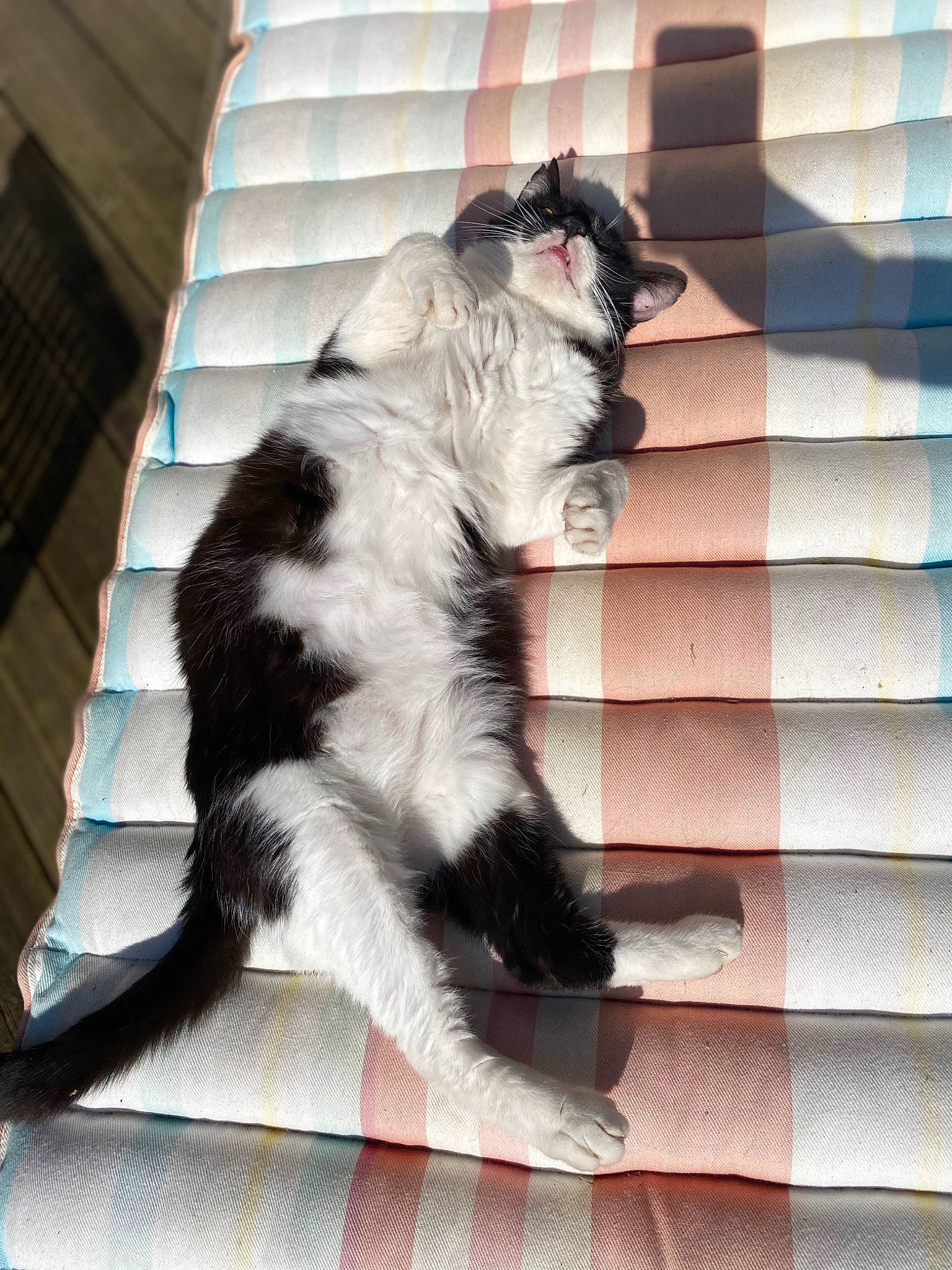 Smoke participe au concours pour gagner de l'argent avec cette photo : canidae, carnivore, cat, companion_dog, dog, dog_breed, felidae, fur, small_to_medium_sized_cats, snout, sporting_group, tail, terrestrial_animal, whiskers, working_animal