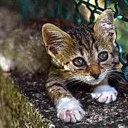 Plume a rejoint le concours — aidez-le/la à gagner de superbes lots ! kitten, cat, animal, pet, feline, outdoor, curious, paws, fence, stone, texture, sunlight, shadow, closeup, young, cute, whiskers, ears, nature, playful