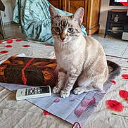 Athina participe au concours pour gagner de l'argent avec cette photo : cat, kitten, sitting, indoors, portrait, blue_eyes, heterochromia, tabby, cream_fur, gray_stripes, pet, animal, remote_control, television, glasses, tablecloth, furniture, living_room, home, alert