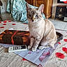 cat, kitten, sitting, indoors, portrait, blue_eyes, heterochromia, tabby, cream_fur, gray_stripes, pet, animal, remote_control, television, glasses, tablecloth, furniture, living_room, home, alert