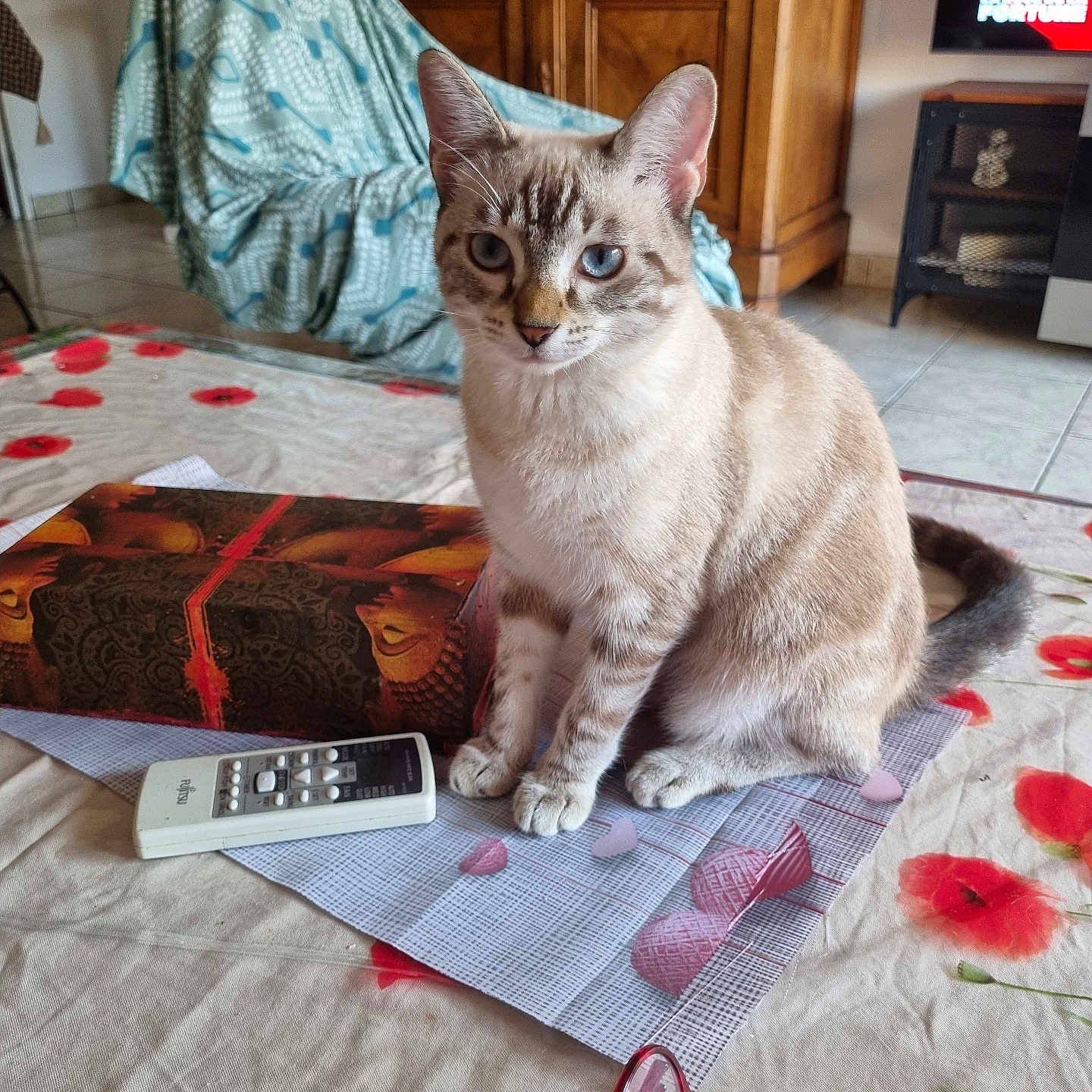 Athina participe au concours pour gagner de l'argent avec cette photo : cat, kitten, sitting, indoors, portrait, blue_eyes, heterochromia, tabby, cream_fur, gray_stripes, pet, animal, remote_control, television, glasses, tablecloth, furniture, living_room, home, alert