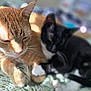 Rob is registered to the contest to win money with this photo: cat, cats, orange_cat, black_cat, tabby, tuxedo_cat, pet, feline, cuddling, paws, whiskers, sleepy, cozy, blanket, indoor, sunlight, close_up, portrait, fur, nap