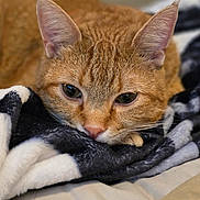 Rob is registered to the contest to win money with this photo: cat, orange_tabby, tabby, pet, close_up, face, fur, whiskers, ears, nose, eyes, blanket, bedding, bed, cozy, indoor, portrait, sleeping, relaxed, cute