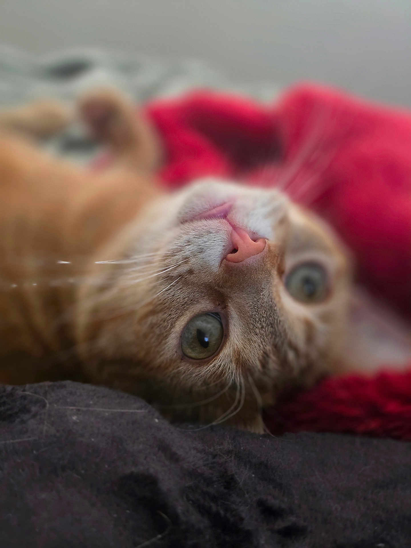 Rob joined the competition — help win amazing prizes! cat, orange_tabby, feline, close_up, pink_nose, whiskers, green_eyes, bed, blanket, cozy, portrait, pet, indoor, lying_down, upside_down, fur, bokeh, soft_focus, cute, relaxed