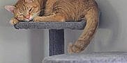 Rob joined the competition — help win amazing prizes! cat, ginger_cat, sleeping_cat, cat_tree, nap, tail, fur, whiskers, ears, paw, platform, indoor, pet, cozy, relaxed, portrait, gray, furniture, closeup, wall