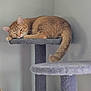 cat, ginger_cat, sleeping_cat, cat_tree, nap, tail, fur, whiskers, ears, paw, platform, indoor, pet, cozy, relaxed, portrait, gray, furniture, closeup, wall