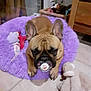 dog, french_bulldog, pacifier, purple_bed, plush_toy, indoor, floor, pet, cute, animal, brown_dog, ears, toy, carpet, relaxed, pet_bed, fur, looking_up, small_dog, home