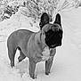 french_bulldog, dog, snow, winter, outdoor, animal, pet, mammal, standing, alert, black_and_white, nature, cold, fur, portrait, canine, ears, face, snout, background