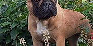Rosalie a rejoint le concours — aidez-le/la à gagner de superbes lots ! dog, french_bulldog, animal, pet, outdoor, greenery, plants, flowers, nature, canine, ears, fur, brown, white_chest, alert, standing, portrait, garden, leaves, closeup