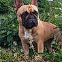 dog, french_bulldog, animal, pet, outdoor, greenery, plants, flowers, nature, canine, ears, fur, brown, white_chest, alert, standing, portrait, garden, leaves, closeup