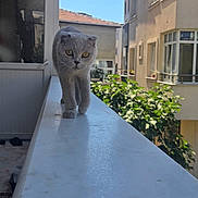 Gumuş participe au concours pour gagner de l'argent avec cette photo : cat, gray_cat, walking, outdoor, ledge, building, balcony, yellow_eyes, curious, sunlight, daytime, plants, urban, architecture, pet, animal, side_view, fur, window, railing