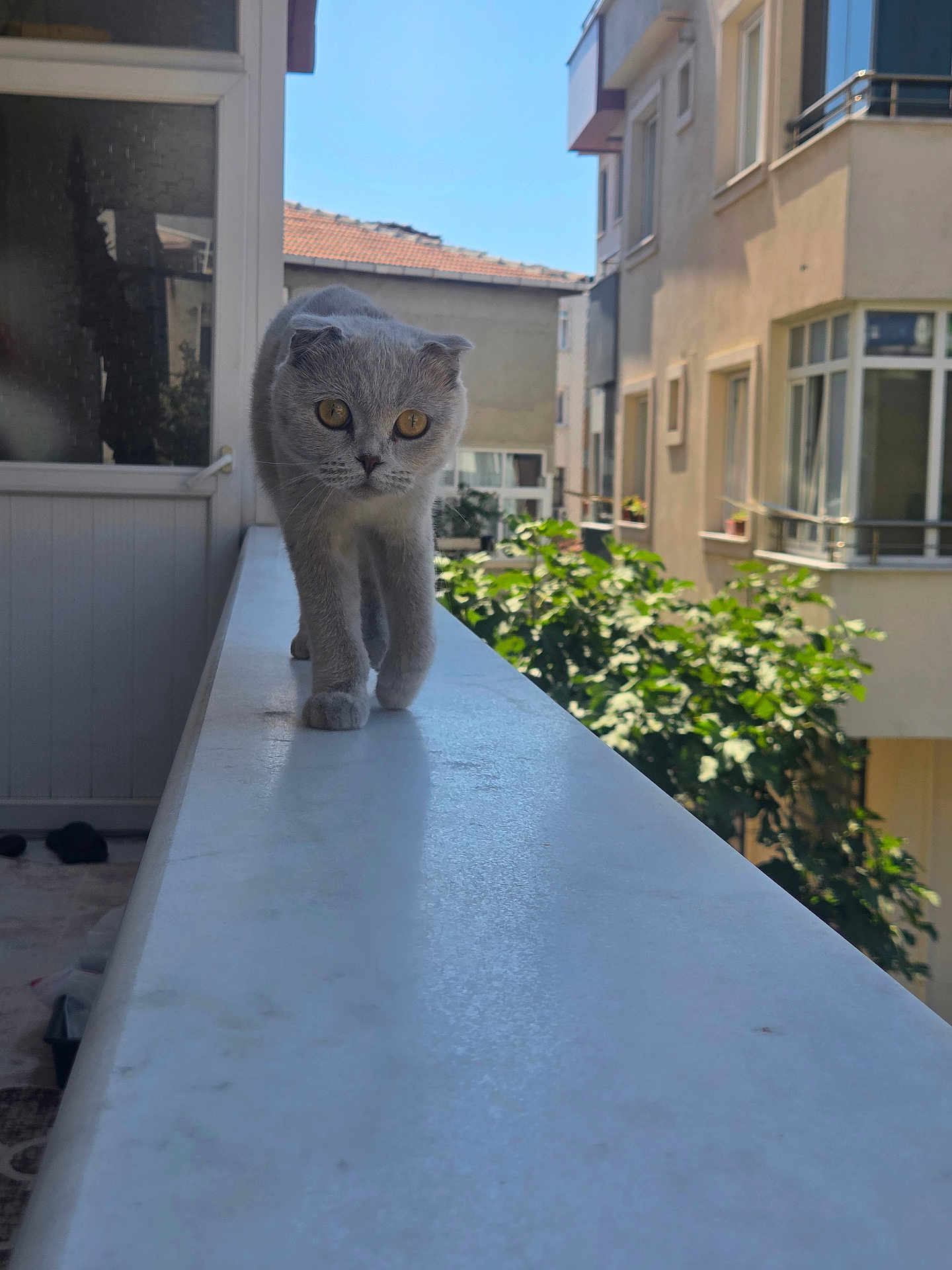Gumuş participe au concours pour gagner de l'argent avec cette photo : cat, gray_cat, walking, outdoor, ledge, building, balcony, yellow_eyes, curious, sunlight, daytime, plants, urban, architecture, pet, animal, side_view, fur, window, railing