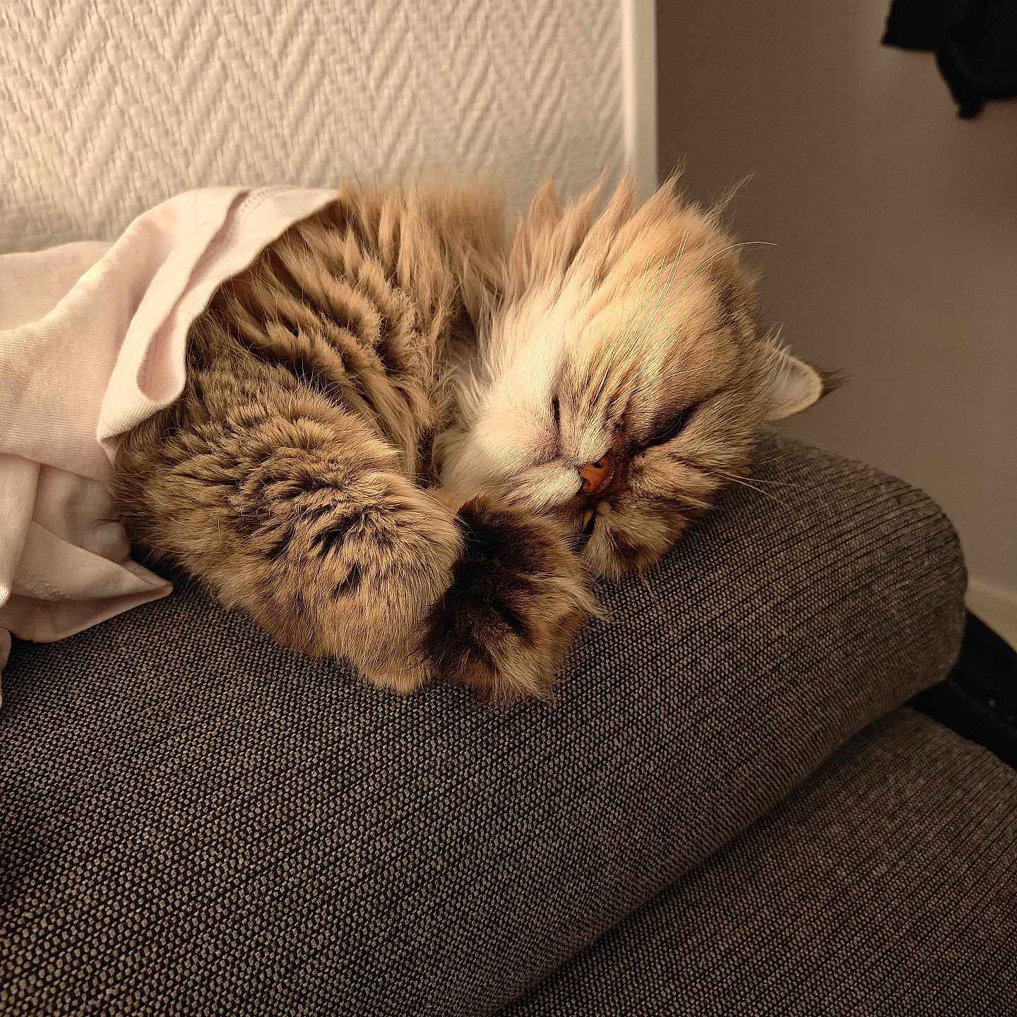 Choco a rejoint le concours — aidez-le/la à gagner de superbes lots ! animal, cat, comfort, couch, cozy, cute, fabric, feline, fluffy, fur, home, indoor, nap, pet, pink_cloth, relaxed, resting, sleeping, soft, texture