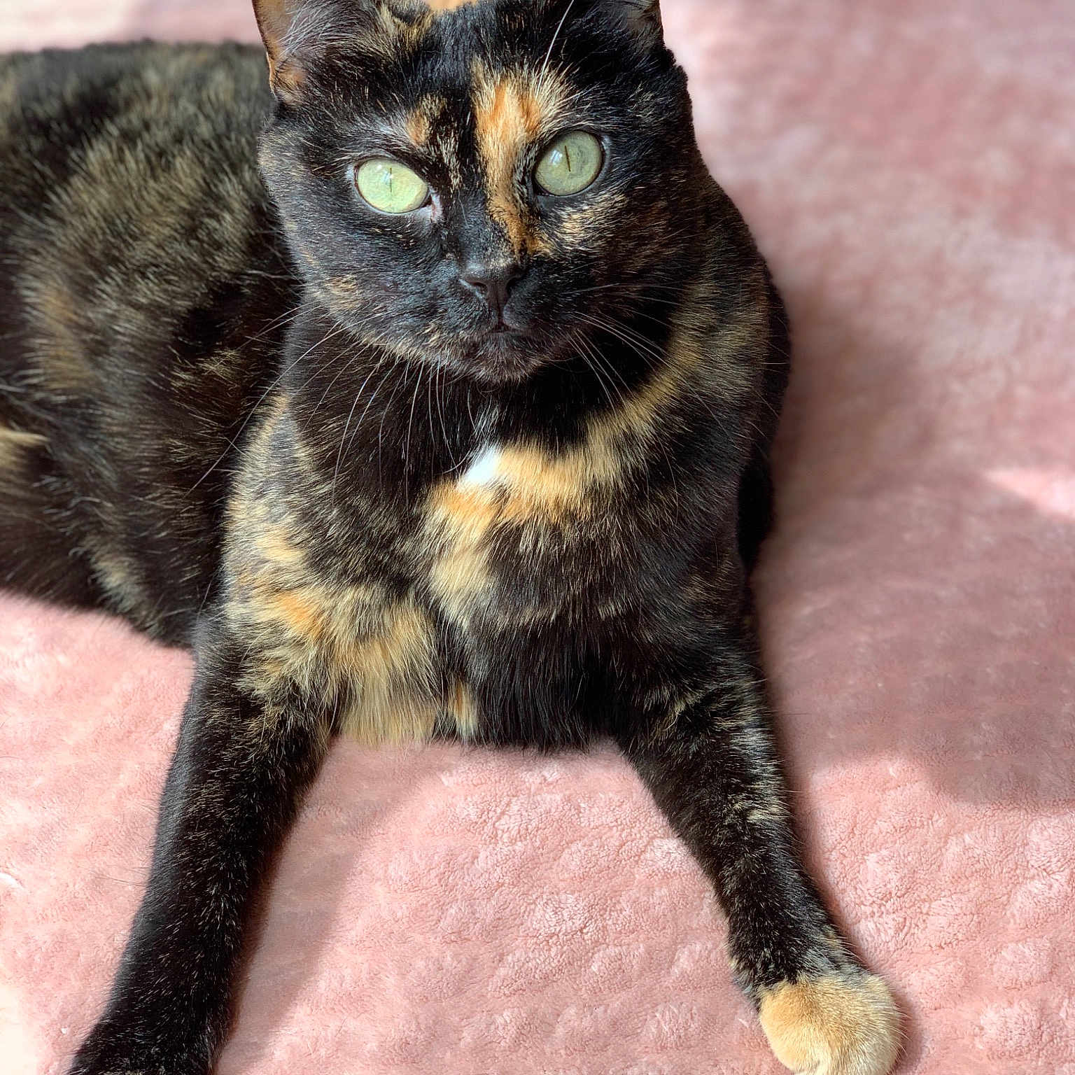 Kaya