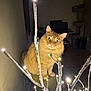 cat, orange_cat, fluffy, pet, indoor, decorative_branch, lights, glowing_lights, curious, animal, feline, domestic_cat, sitting, close_up, eyes, whiskers, fur, home, furniture, dark_background