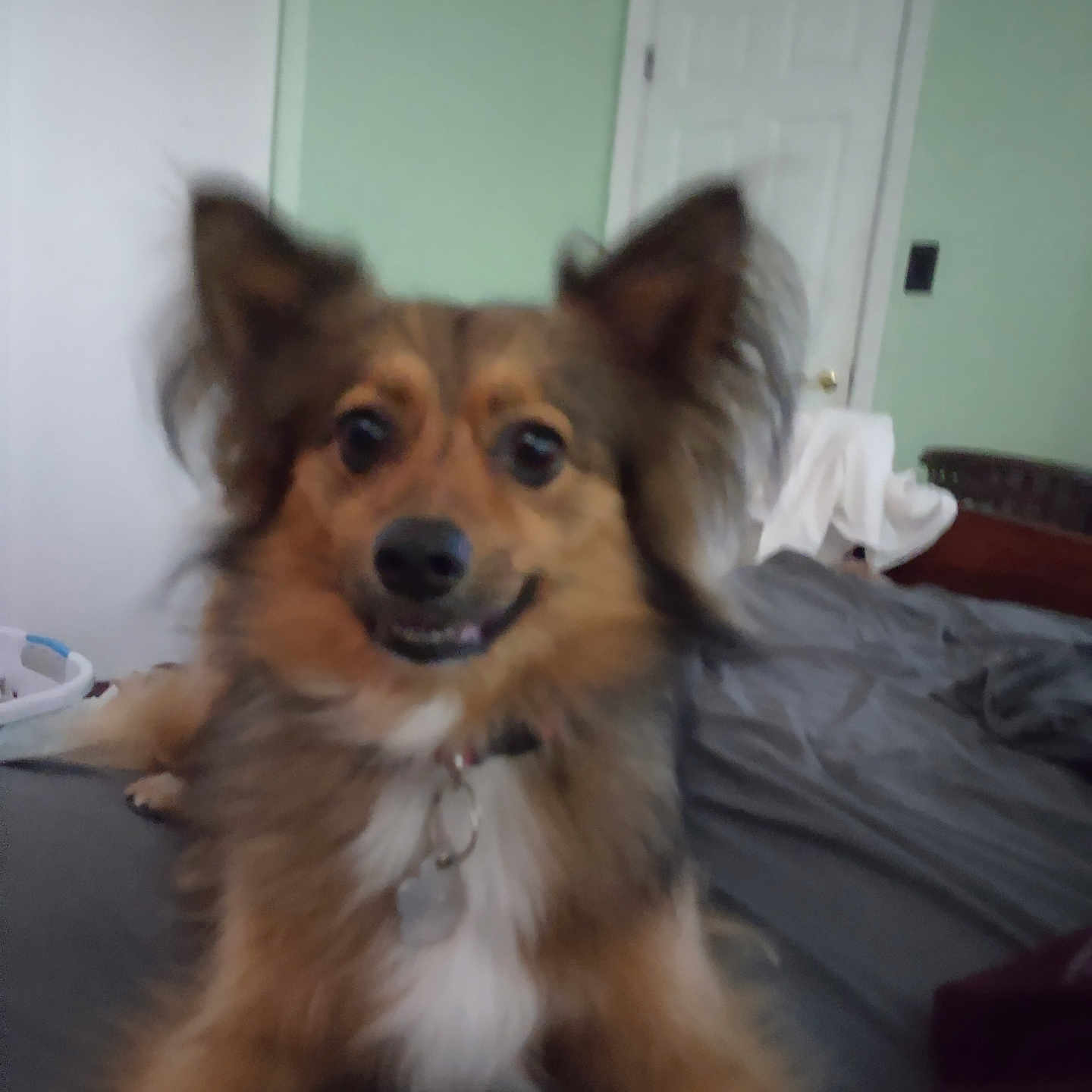 Penny joined the competition — help win amazing prizes! animal, bed, blanket, canine, collar, dog, domestic, door, ears, fur, fur_texture, furry, green_wall, happy, indoor, lying_down, pet, room, smile, white_door