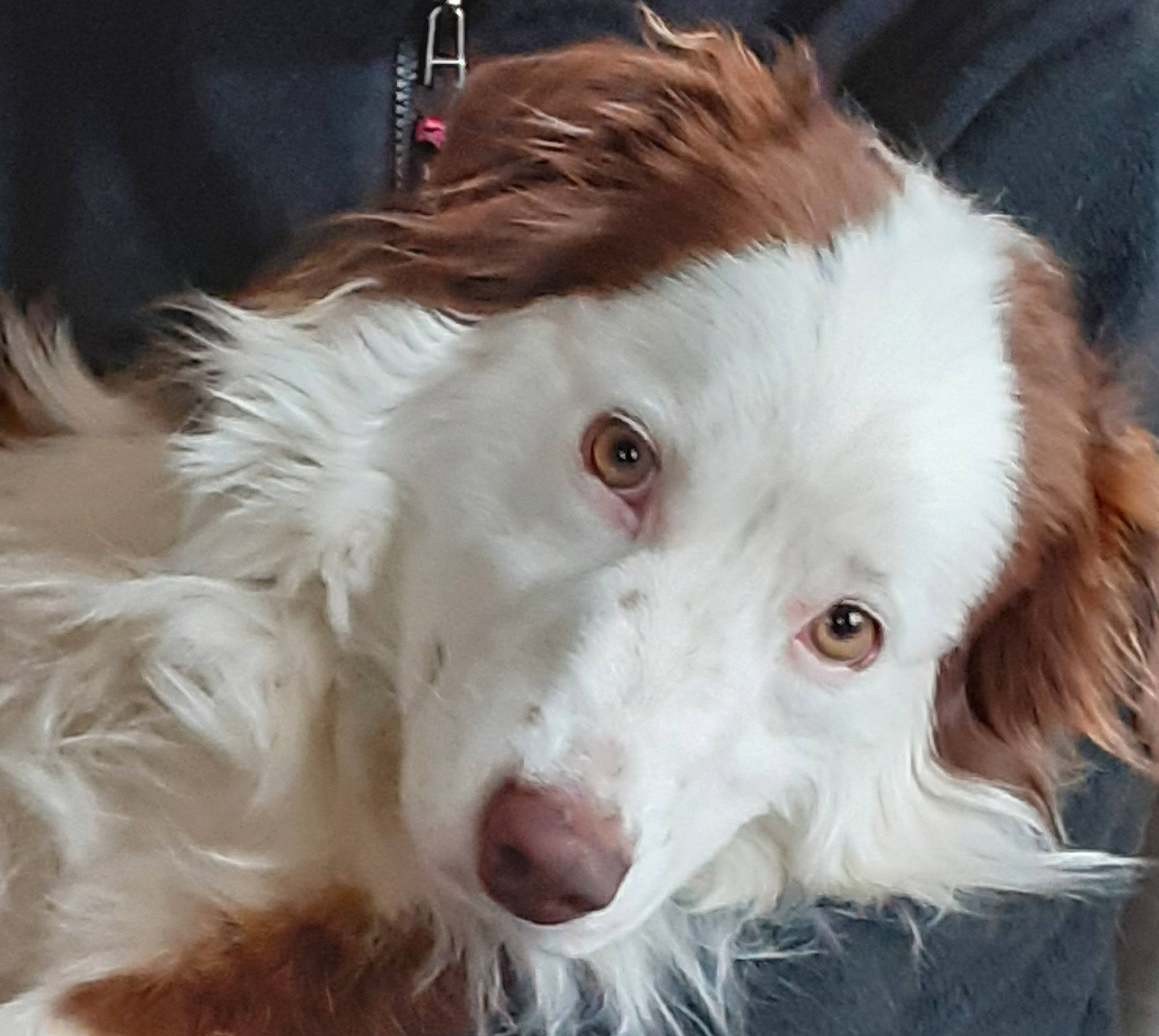 Otsoa participe au concours pour gagner de l'argent avec cette photo : canidae, carnivore, companion_dog, dog, dog_breed, fang, fur, liver, sporting_group, terrestrial_animal, whiskers, working_animal, working_dog