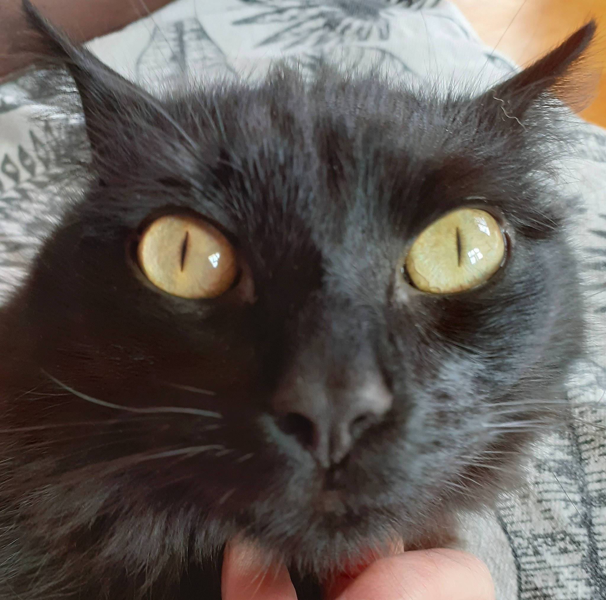 Reggae a rejoint le concours — aidez-le/la à gagner de superbes lots ! black_cat, bombay, carnivore, cat, domestic_short_haired_cat, felidae, fur, havana_brown, iris, photography, small_to_medium_sized_cats, snout, terrestrial_animal, whiskers