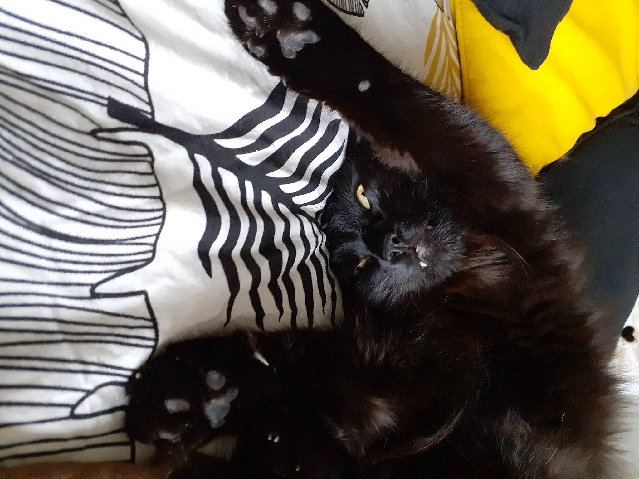 Reggae a rejoint le concours — aidez-le/la à gagner de superbes lots ! black_cat, carnivore, cat, comfort, domestic_short_haired_cat, felidae, foot, fur, gesture, human_leg, paw, small_to_medium_sized_cats, snout, tail, terrestrial_animal, thigh, tree, whiskers, wing, zebra