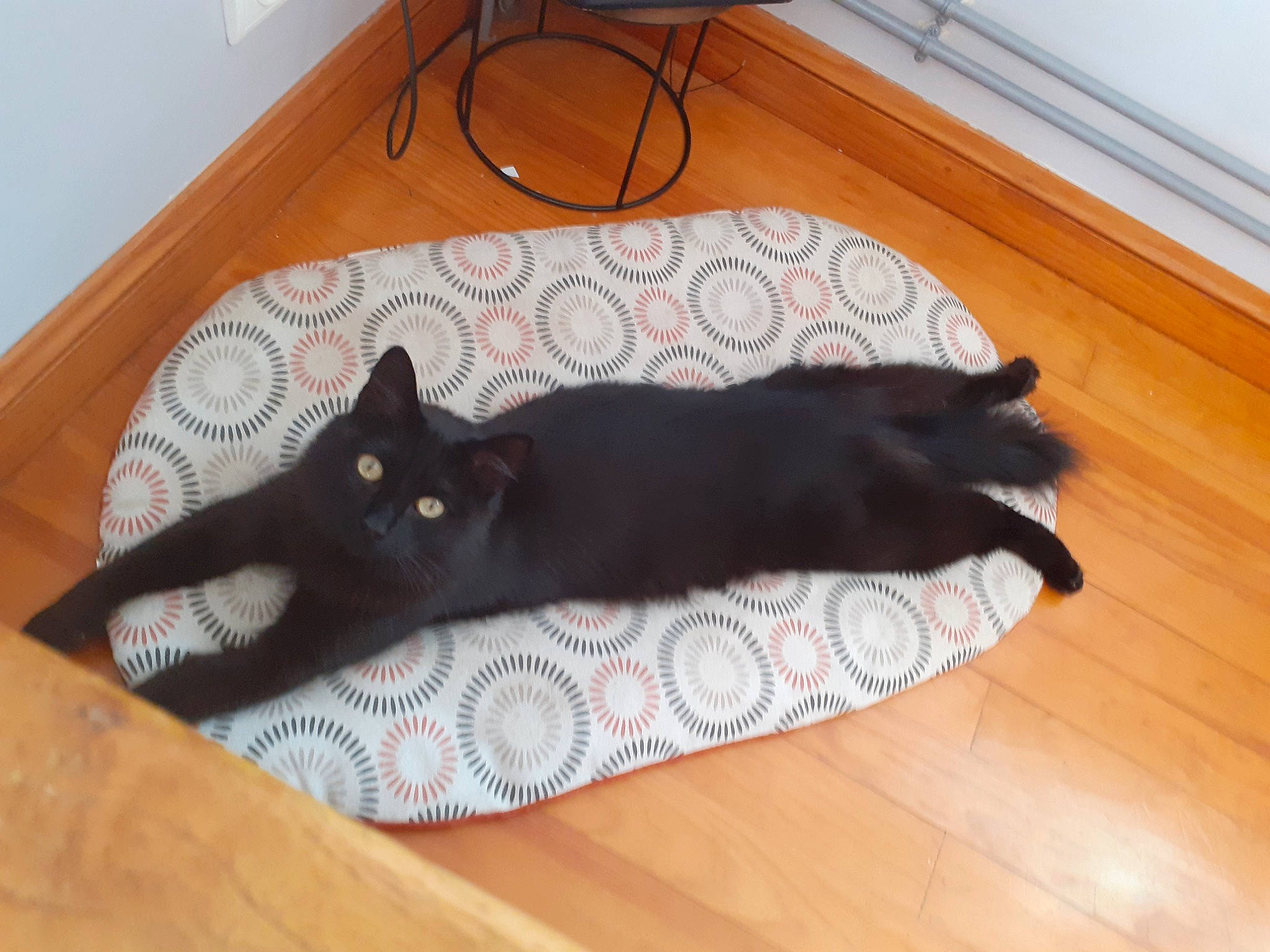 Reggae a rejoint le concours — aidez-le/la à gagner de superbes lots ! black_cat, bombay, brown, carnivore, cat, comfort, domestic_short_haired_cat, felidae, floor, flooring, grey, hardwood, laminate_flooring, room, small_to_medium_sized_cats, tail, whiskers, wood, wood_flooring, wood_stain