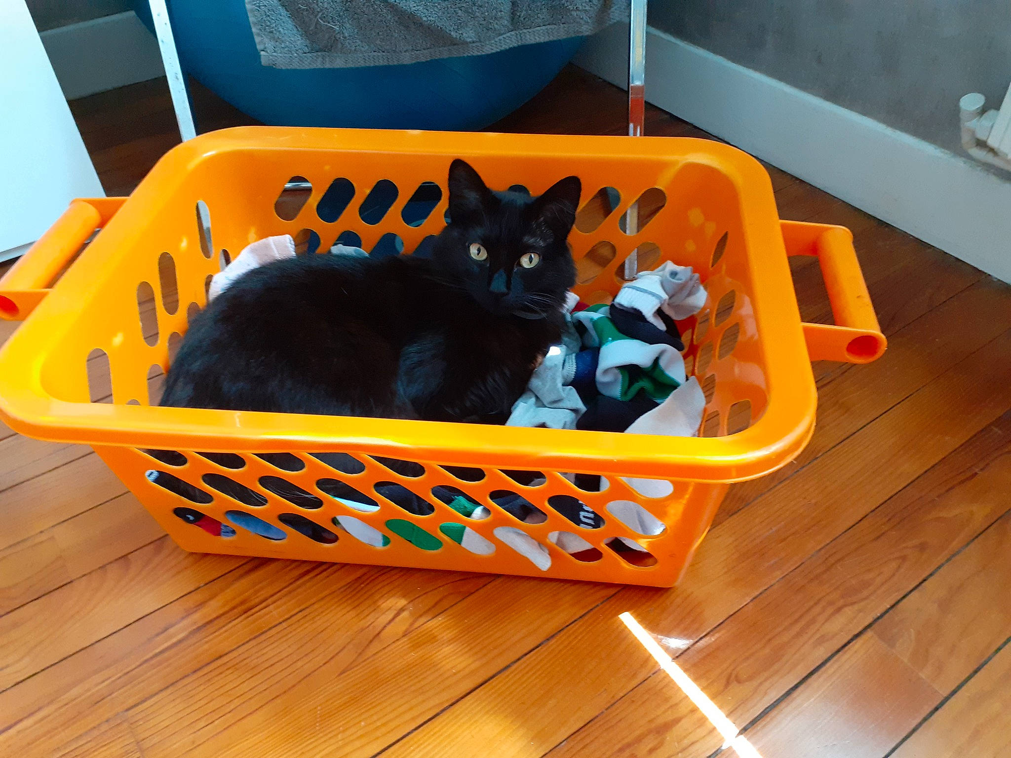 Reggae a rejoint le concours — aidez-le/la à gagner de superbes lots ! bag, baggage, basket, box, carnivore, cat, cat_supply, comfort, crate, felidae, hardwood, luggage_and_bags, pet_supply, product, shipping_box, small_to_medium_sized_cats, storage_basket, whiskers, wicker, wood