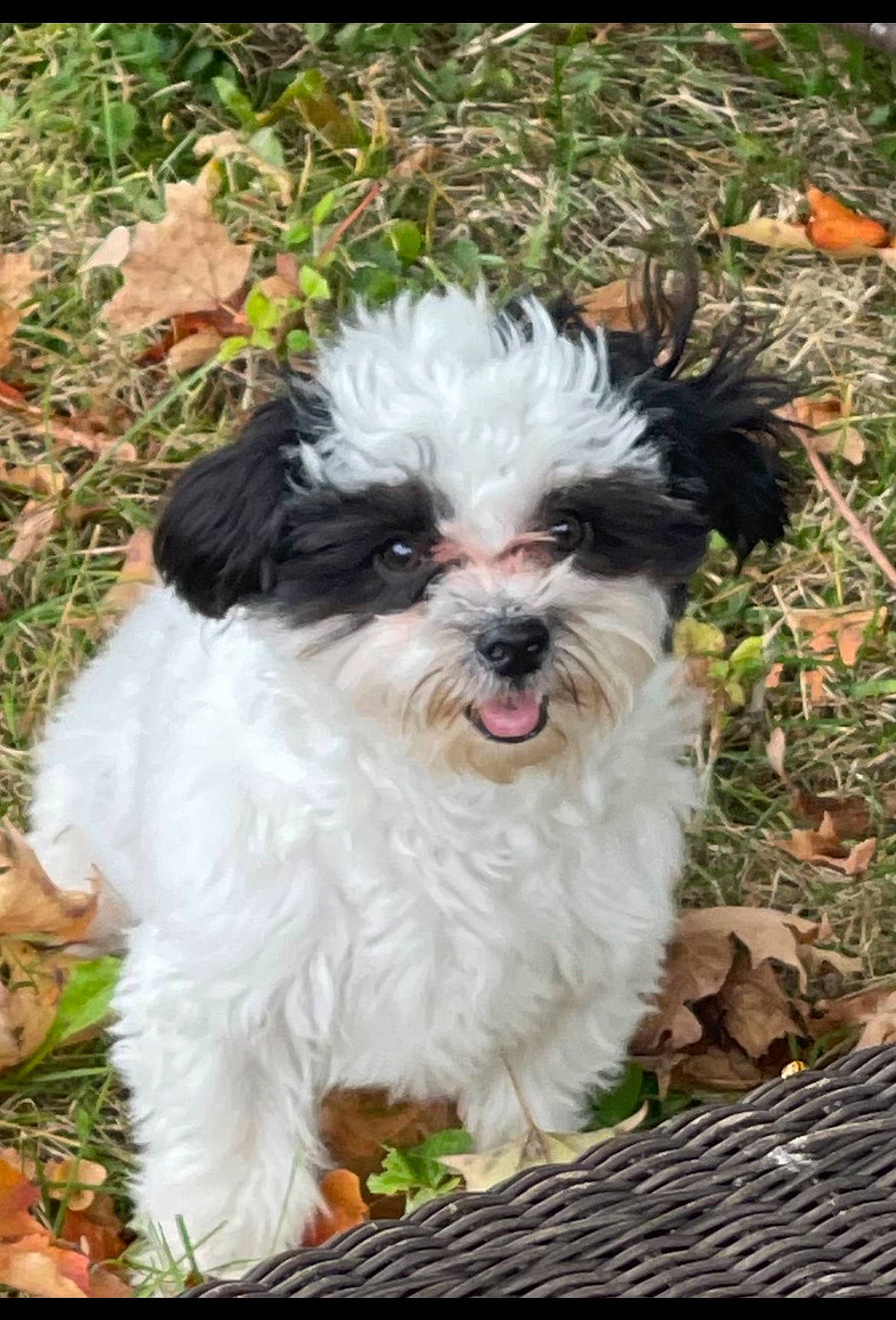 Fonzarelli joined the competition — help win amazing prizes! canidae, carnivore, companion_dog, dog, dog_breed, fur, grass, groundcover, liver, mal_shi, maltepoo, plant, shih_tzu, small_terrier, snout, sporting_group, terrier, toy_dog, water_dog, working_animal