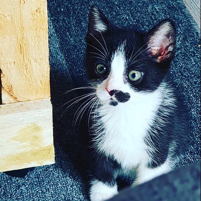 Pistache participe au concours pour gagner de l'argent avec cette photo : art, black_cat, carnivore, cat, domestic_short_haired_cat, eye, felidae, fur, head, human_body, illustration, paw, rectangle, small_to_medium_sized_cats, snout, stairs, tail, tints_and_shades, whiskers, window