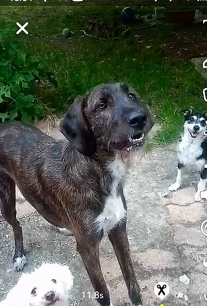 Shadow participe au concours pour gagner de l'argent avec cette photo : canidae, carnivore, collar, companion_dog, dog, dog_breed, dog_collar, dog_supply, gun_dog, hunting_dog, paw, plant, snout, sporting_group, tail, terrestrial_animal, working_animal, working_dog