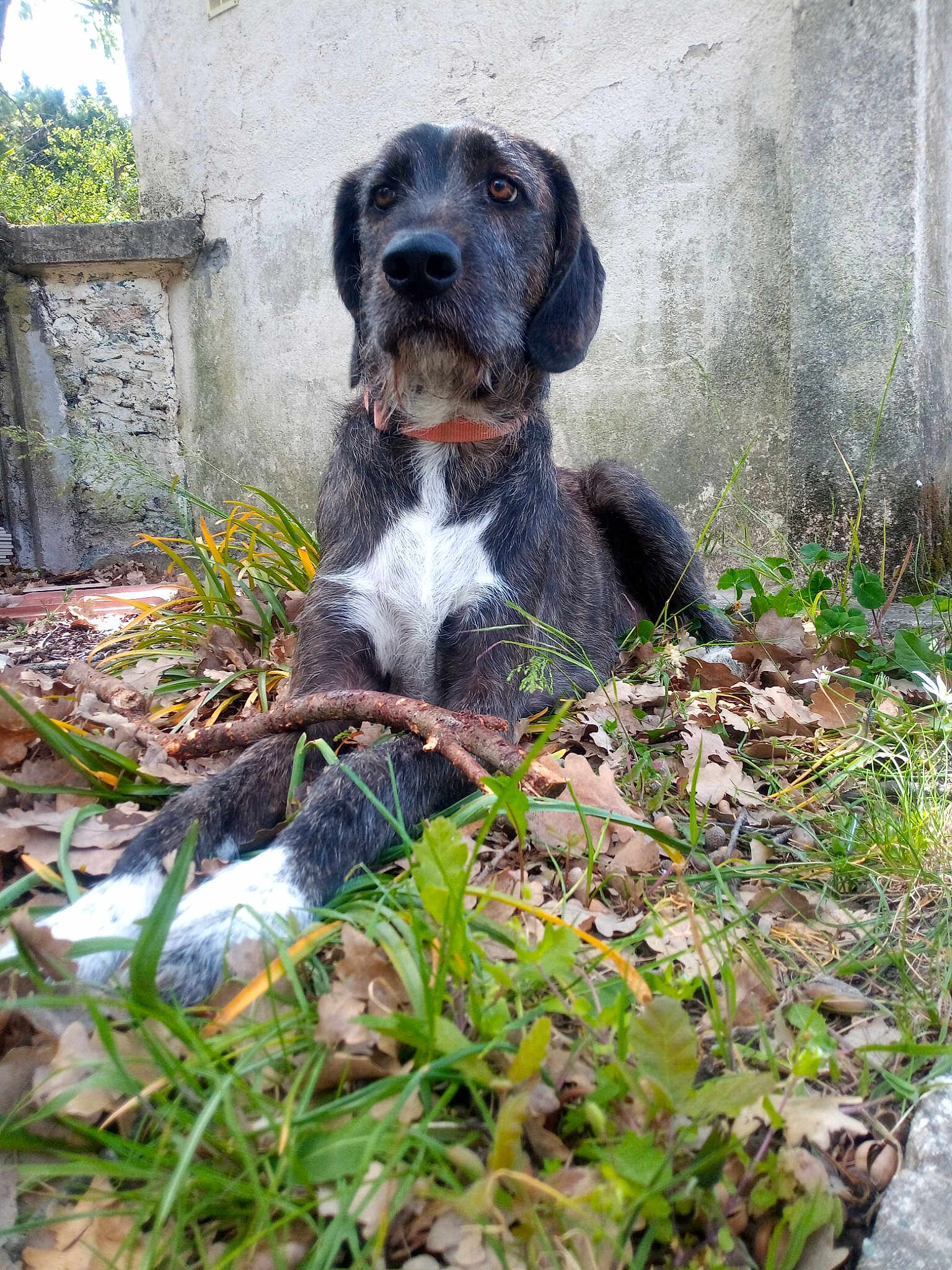 Shadow