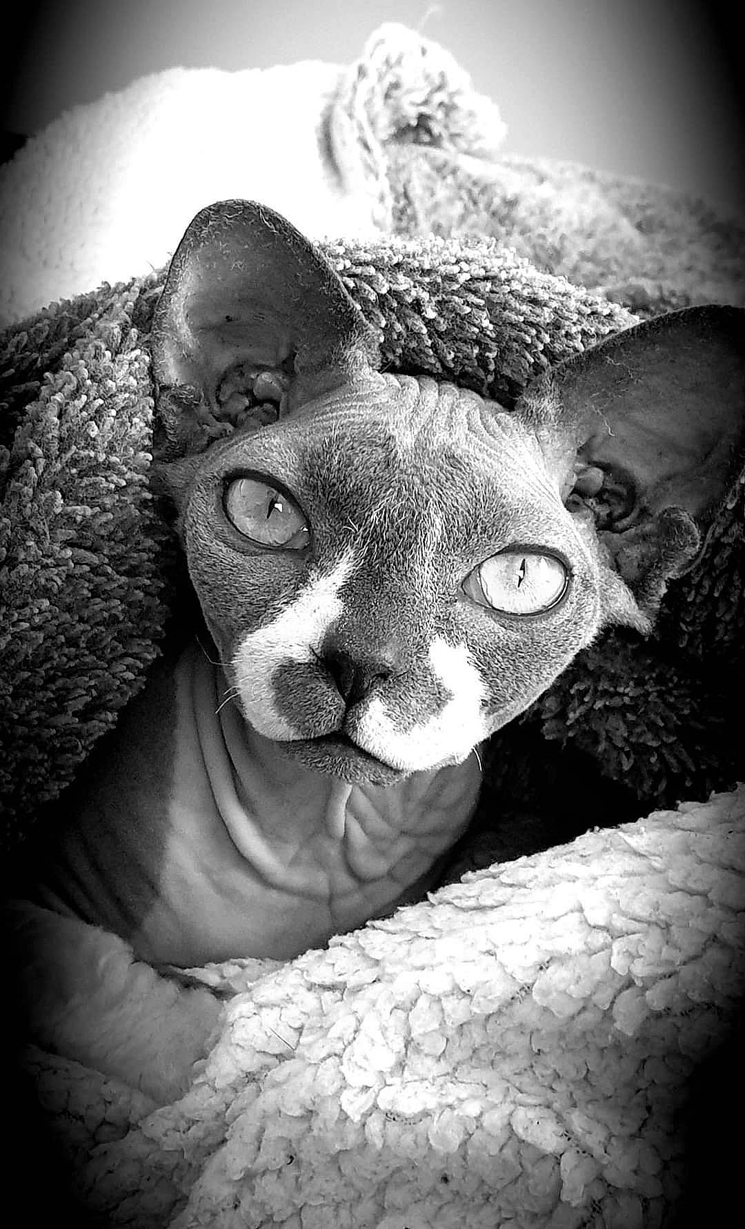 Cléo a rejoint le concours — aidez-le/la à gagner de superbes lots ! arm, beauty, black, black_and_white, carnivore, cat, ear, felidae, flash_photography, glasses, grey, human_body, leg, monochrome, nose, organism, small_to_medium_sized_cats, snout, style, whiskers