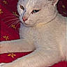 Frozen a rejoint le concours — aidez-le/la à gagner de superbes lots ! cat, white_cat, heterochromia, animal, pet, feline, fur, whiskers, ears, red_background, floral_pattern, relaxed, lying_down, close_up, indoor, cute, portrait, mammal, domestic_animal, resting