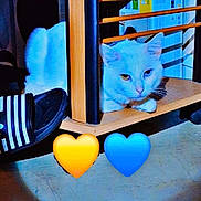 Frozen participe au concours pour gagner de l'argent avec cette photo : animal, blue_eye, blue_heart, box, cardboard, cat, floor, furniture, heart_emoji, heterochromia, indoors, light, pet, shadow, shoe, striped_shoe, white_cat, wood, yellow_eye, yellow_heart