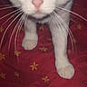 cat, white_cat, heterochromia, green_eye, blue_eye, red_eye_reflection, whiskers, paws, blanket, red_blanket, yellow_flowers, close_up, pet, animal, indoor, feline, fur, curious, approaching, portrait