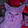 Frozen participe au concours pour gagner de l'argent avec cette photo : animal, cartoon, cat, cute, ears, face, feline, heterochromia, indoor, lap, person, pet, purple_tint, red_clothing, relaxed, shirt, skull, text_overlay, timestamp, whiskers
