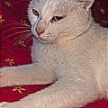 Lorenzo B.