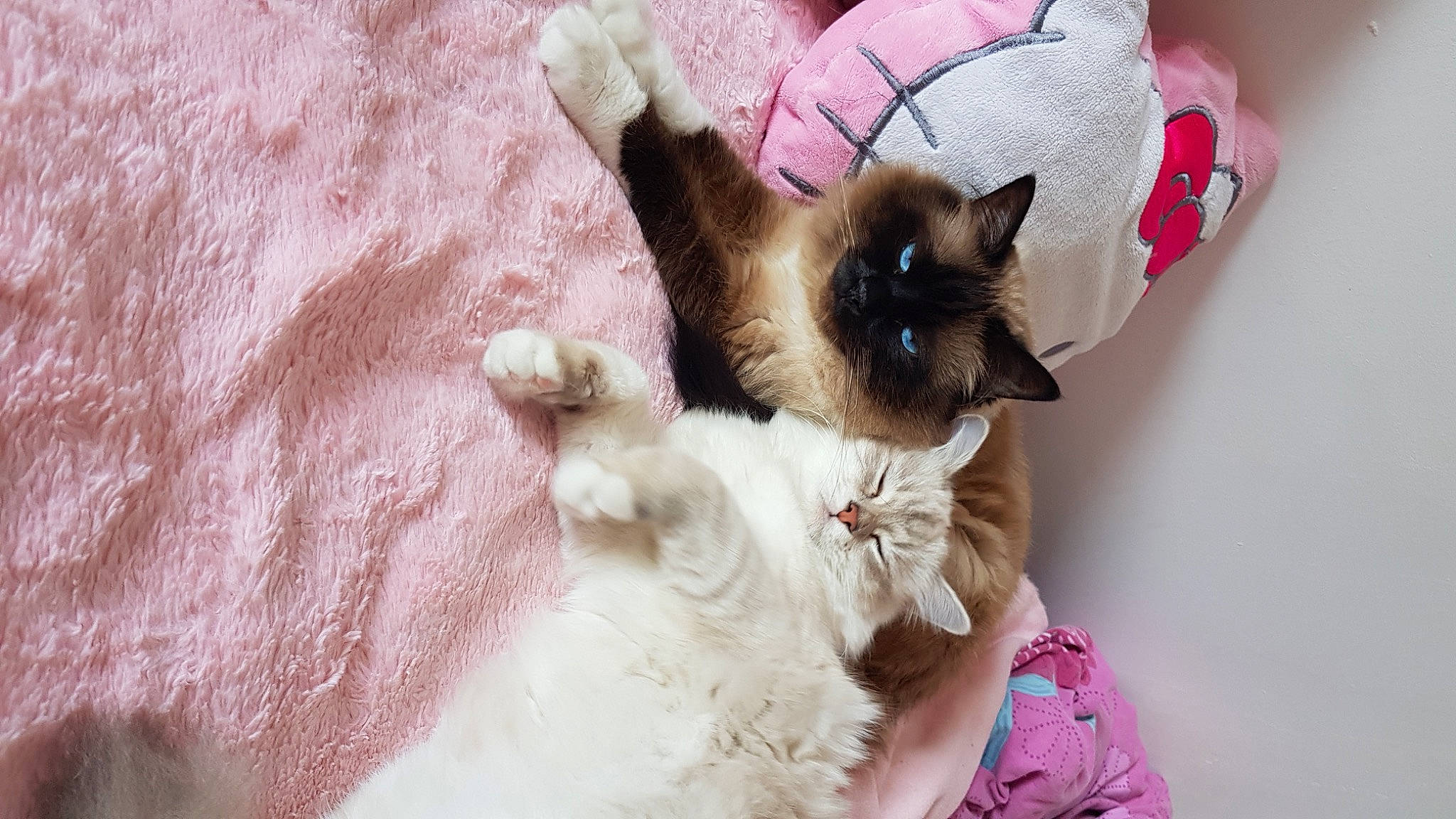 Aston participe au concours pour gagner de l'argent avec cette photo : balinese, birman, canidae, carnivore, cat, cat_supply, claw, companion_dog, dog_breed, domestic_short_haired_cat, fawn, felidae, fur, paw, siamese, small_to_medium_sized_cats, snout, tail, thai, whiskers