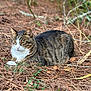 Horus a rejoint le concours — aidez-le/la à gagner de superbes lots ! animal, brown, cat, close_up, feline, forest_floor, fur, greenery, lying_down, mammal, nature, outdoor, pet, pine_needles, relaxed, sleepy, tabby_cat, whiskers, white, wildlife