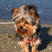 Tao participe au concours pour gagner de l'argent avec cette photo : dog, small_dog, beach, water, outdoor, fur, pet, animal, canine, leash, sunlight, nature, portrait, cute, standing, alert, ears, muzzle, sand, daylight