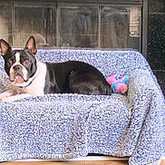 Toby is registered to the contest to win money with this photo: animal, black_and_white, blanket, boston_terrier, couch, cozy, dog, ears, face, fireplace, floor, fur, home, indoor, living_room, pet, plant, relaxed, snout, toy