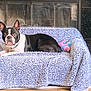animal, black_and_white, blanket, boston_terrier, couch, cozy, dog, ears, face, fireplace, floor, fur, home, indoor, living_room, pet, plant, relaxed, snout, toy