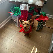 Chewy joined the competition — help win amazing prizes! dog, small_dog, christmas, holiday, gift_bags, stocking, table, wooden_floor, red_sweater, red_bow, decorations, cotton_fluff, window, indoor, festive, present, holiday_season, decor, pet, cute