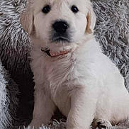 Athéna a rejoint le concours — aidez-le/la à gagner de superbes lots ! puppy, dog, white_fur, pet, collar, fluffy, cute, animal, shaggy_blanket, gray, soft_texture, indoors, sitting, young, adorable, fur, canine, companion, closeup, portrait