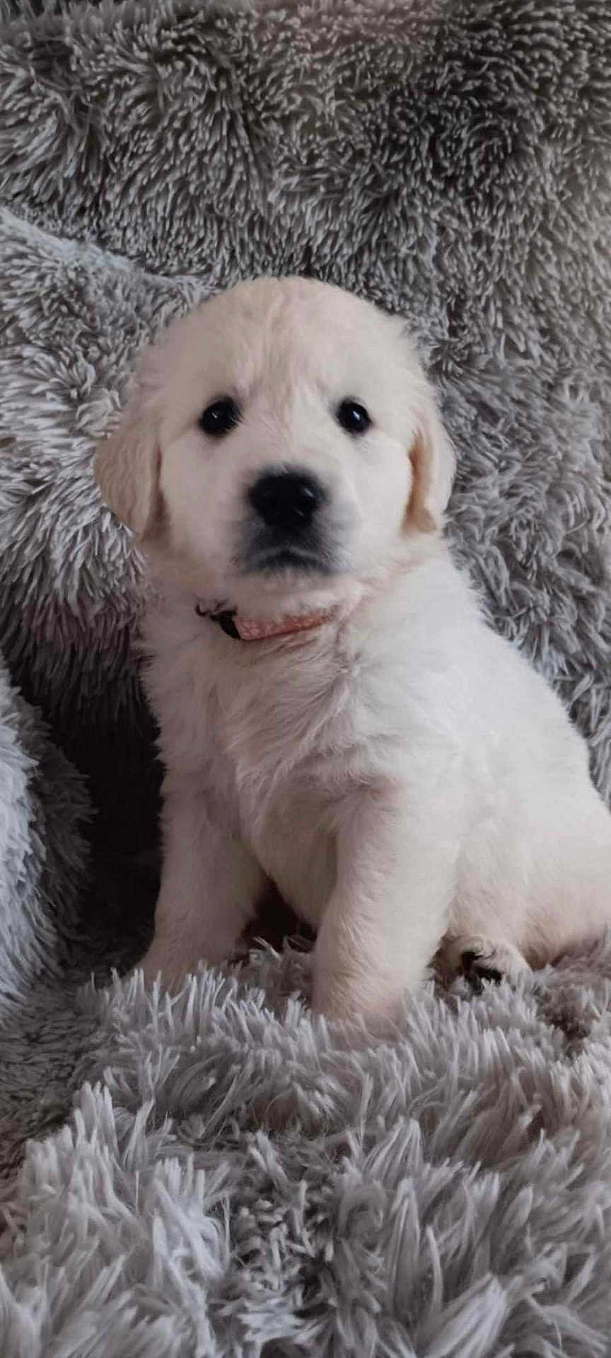 Athéna a rejoint le concours — aidez-le/la à gagner de superbes lots ! puppy, dog, white_fur, pet, collar, fluffy, cute, animal, shaggy_blanket, gray, soft_texture, indoors, sitting, young, adorable, fur, canine, companion, closeup, portrait