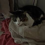 cat, towels, sleeping, indoor, cozy, feline, resting, pile, fabric, soft, quiet, domestic, pet, fur, relaxation, home, animal, comfort, blanket, laying