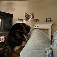 Pablo is registered to the contest to win money with this photo: cat, indoor, couch, jeans, mantel, television, photoframe, furniture, pet, animal, fluffy, sitting, relaxed, brown, white, black, curious, home, cozy, looking