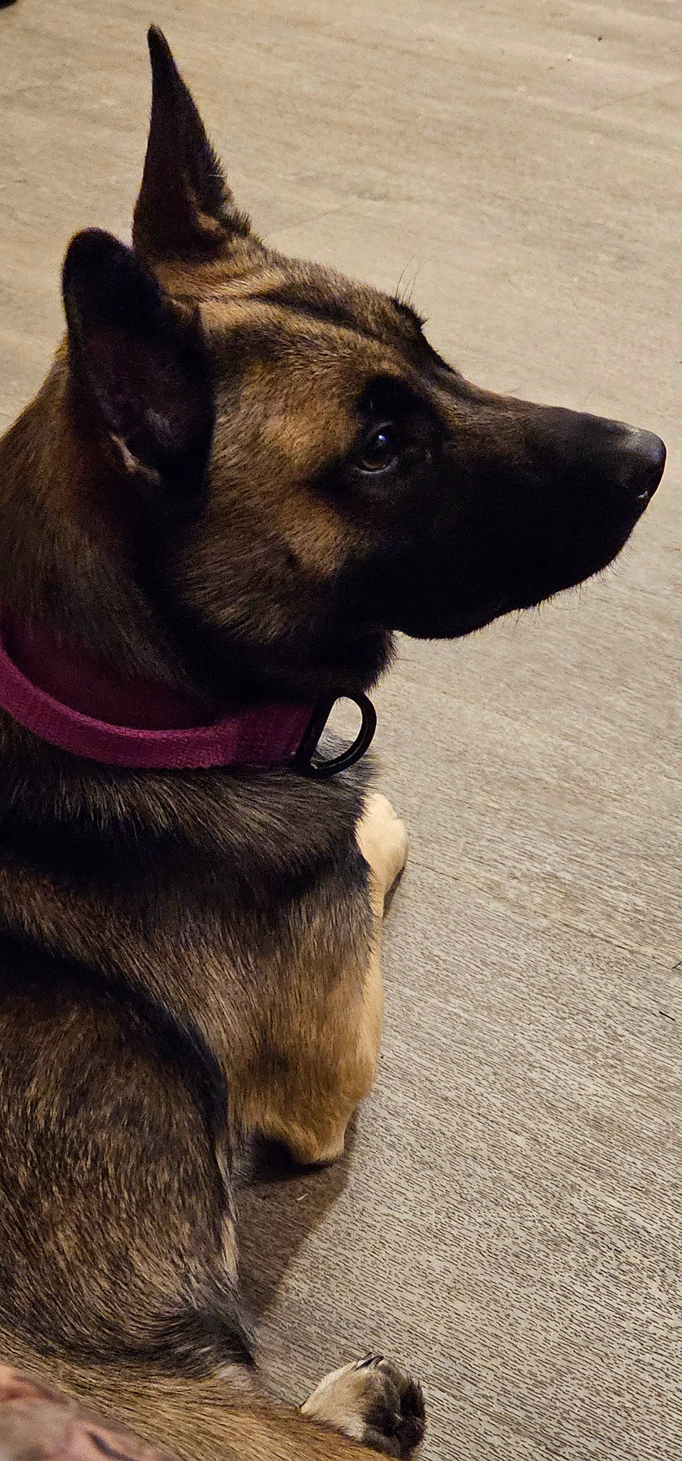 Ivy is registered to the contest to win money with this photo: canidae, carnivore, collar, companion_dog, dog, dog_breed, dog_collar, dog_supply, fashion_accessory, fawn, fur, giant_dog_breed, leash, liver, pet_supply, snout, sporting_group, whiskers, working_animal, working_dog